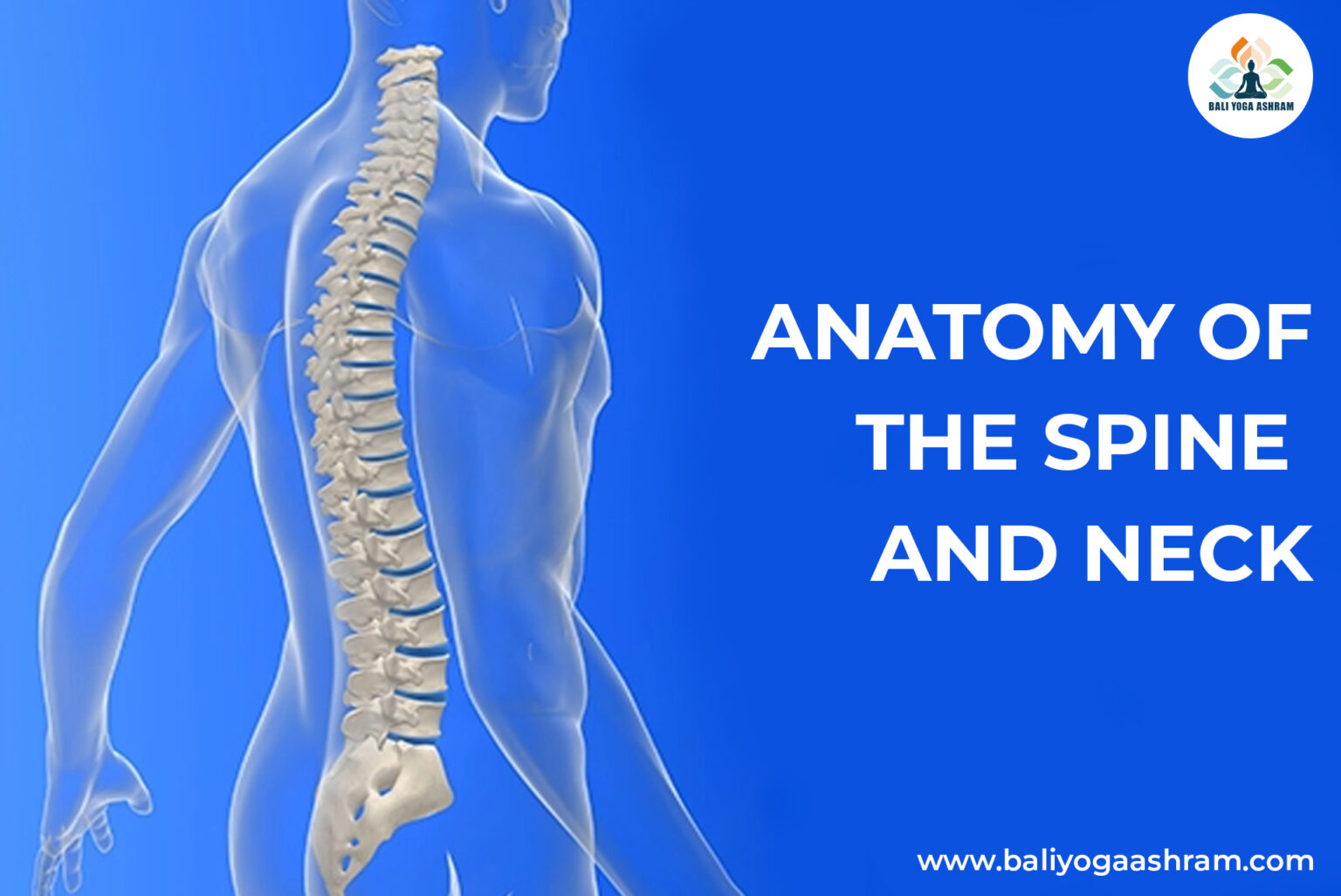 Anatomy of the Spine and Neck Bali Yoga Ashram